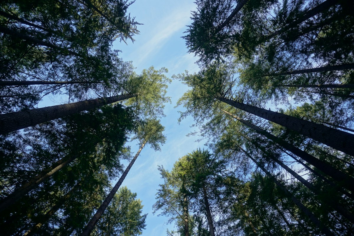 Forest canopy in Lynn Park, Lynn Valley, North Vancouver