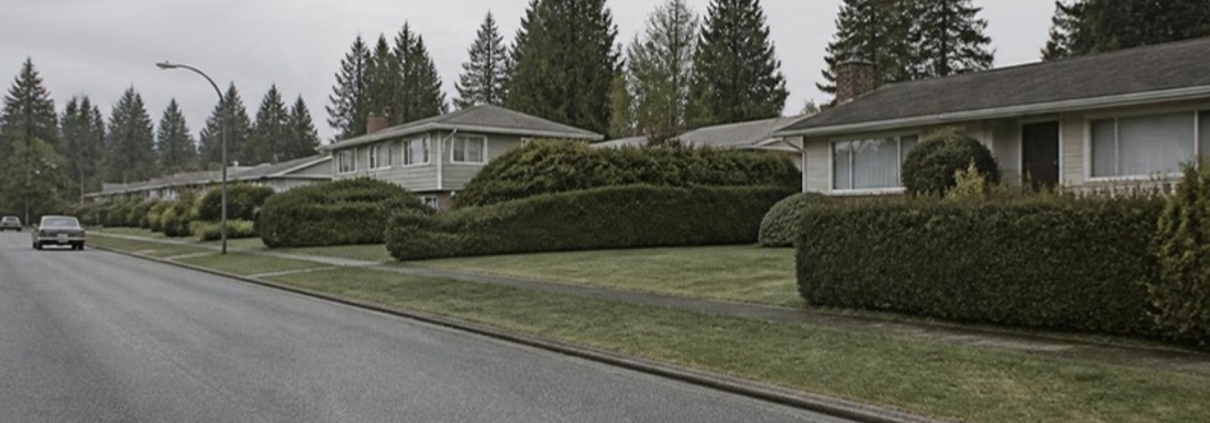 A quiet residential street of low houses with mature hedges and conifers.